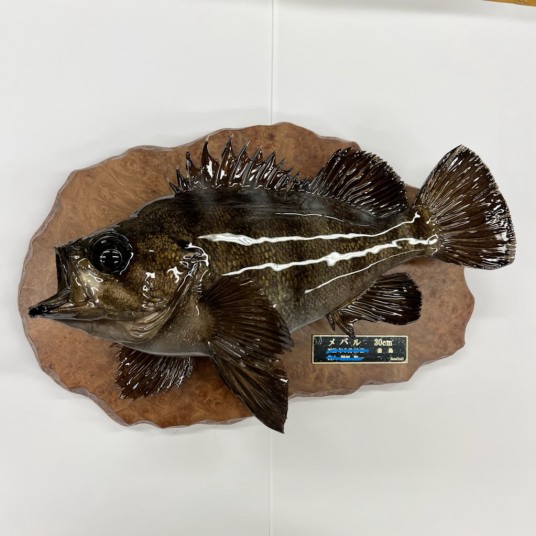 魚類剥製用の額縁　剥製　額装 2024年新作入荷 魚類剥製用の額縁 剥製 額装 額縁 - 額縁